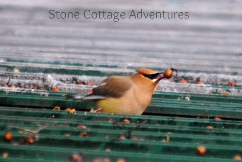 Cedar Waxwings on The Roof – photo 4