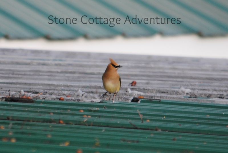 Cedar Waxwings on The Roof – photo 5