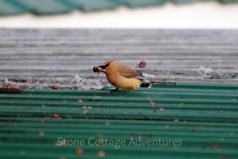 Cedar Waxwings on The Roof – photo 6