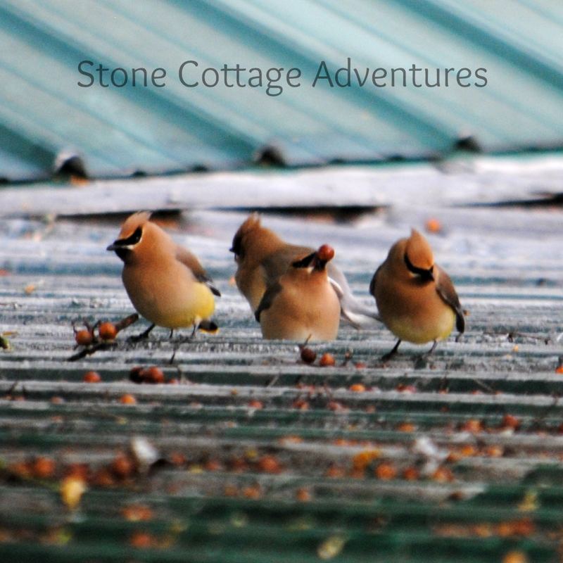 Cedar Waxwings on The Roof – photo 8