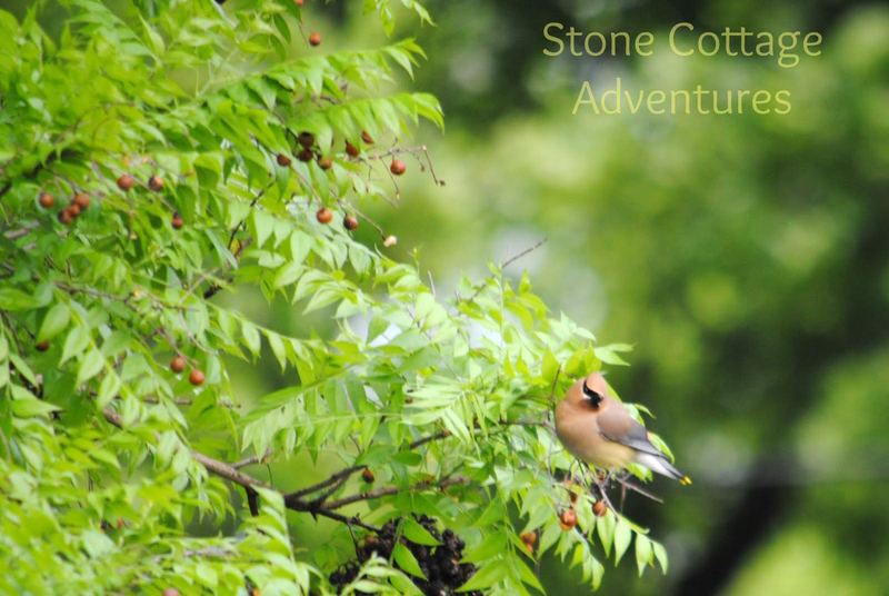 Cedar Waxwings on The Roof – photo 9