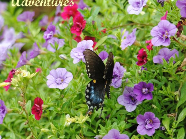 Garden Guest: Swallowtail on Calibrachoa