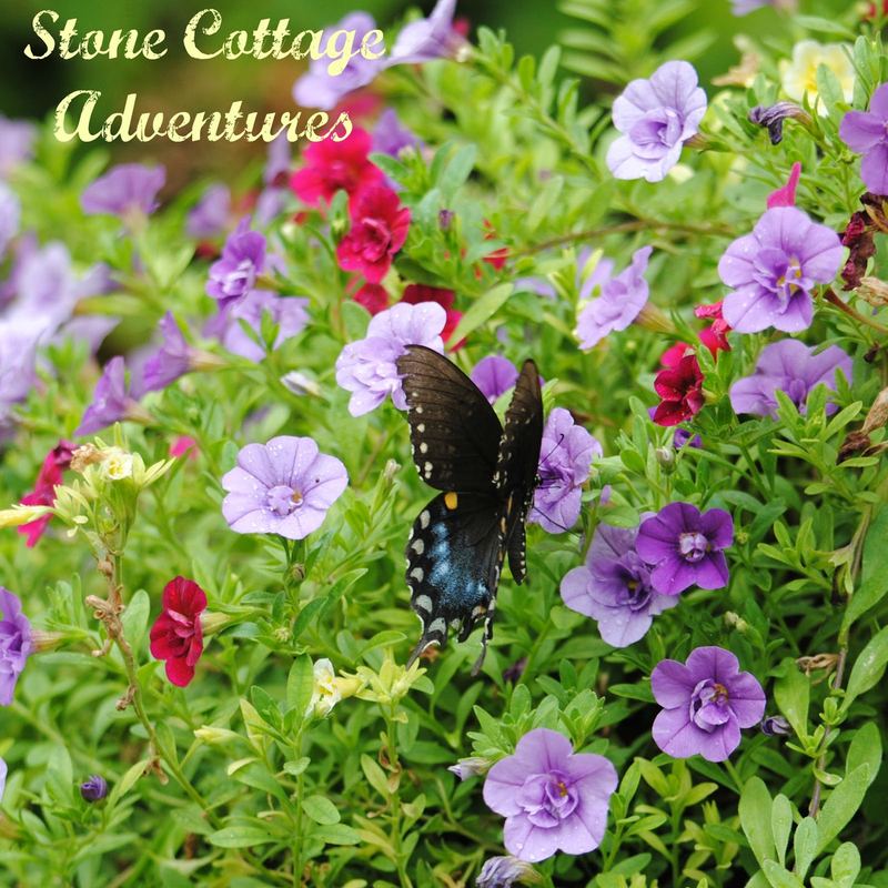 Garden Guest: Swallowtail on Calibrachoa – photo 1
