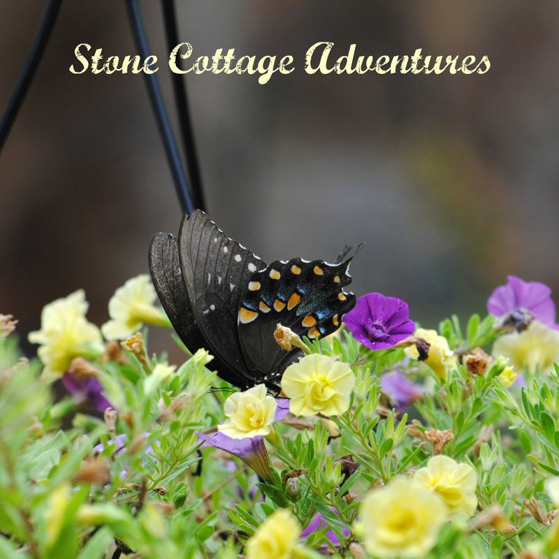 Garden Guest: Swallowtail on Calibrachoa – photo 3