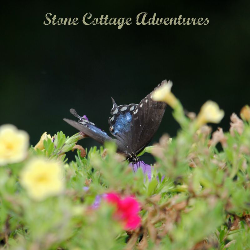 Garden Guest: Swallowtail on Calibrachoa – photo 4