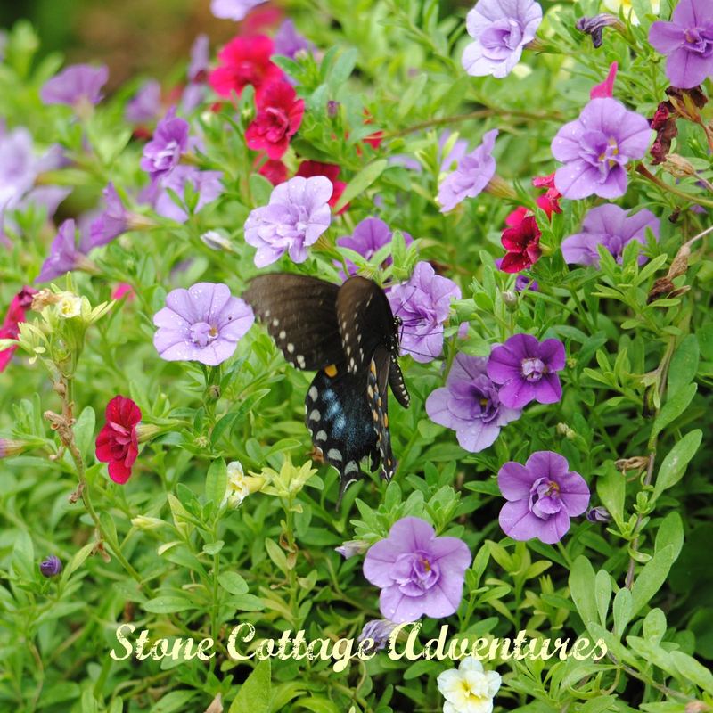 Garden Guest: Swallowtail on Calibrachoa – photo 5