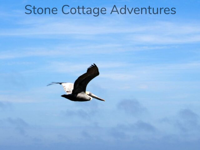 Pelican Shot from a Cannon