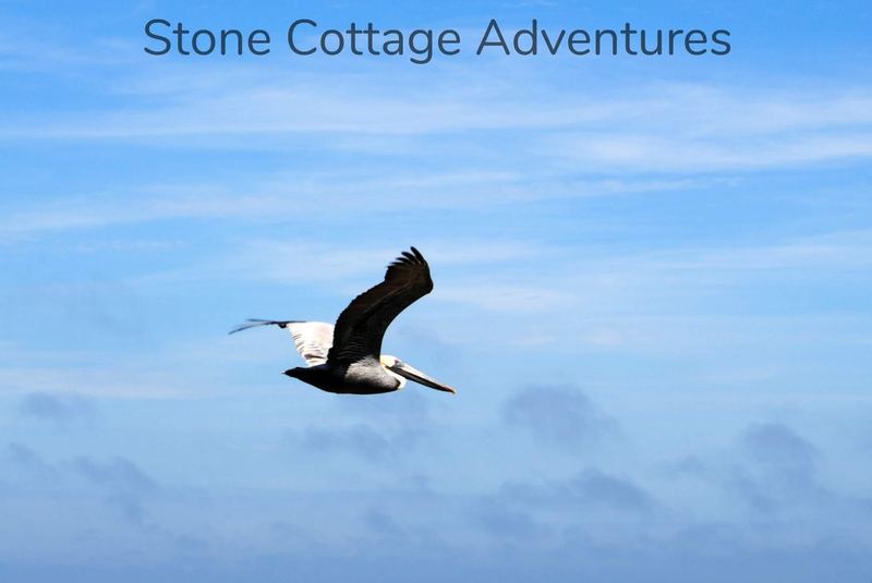Pelican Shot from a Cannon – photo 1