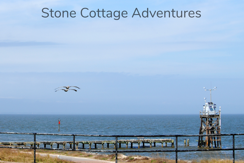 Pelican Shot from a Cannon – photo 3