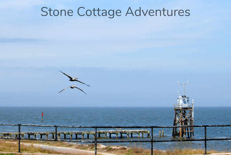 Pelican Shot from a Cannon – photo 4