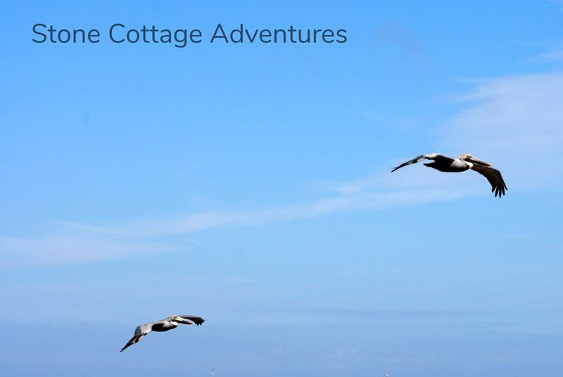 Pelican Shot from a Cannon – photo 7