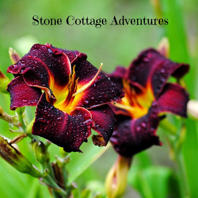 Book Review: Edible Flower Garden – photo 3