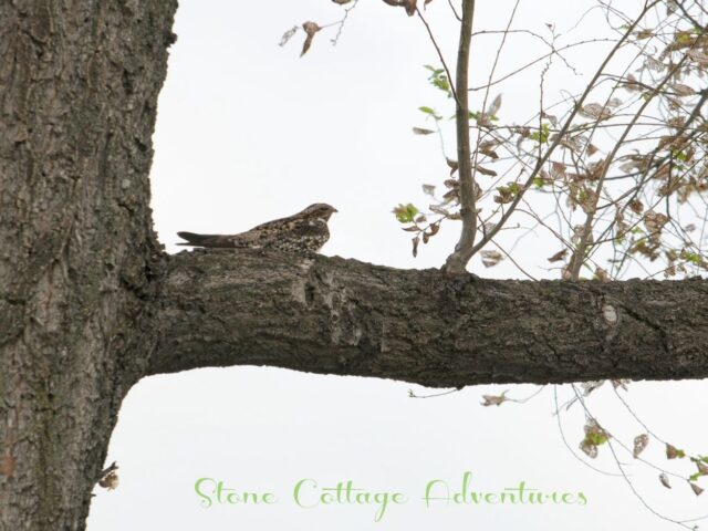Garden Guest: Common Nighthawk