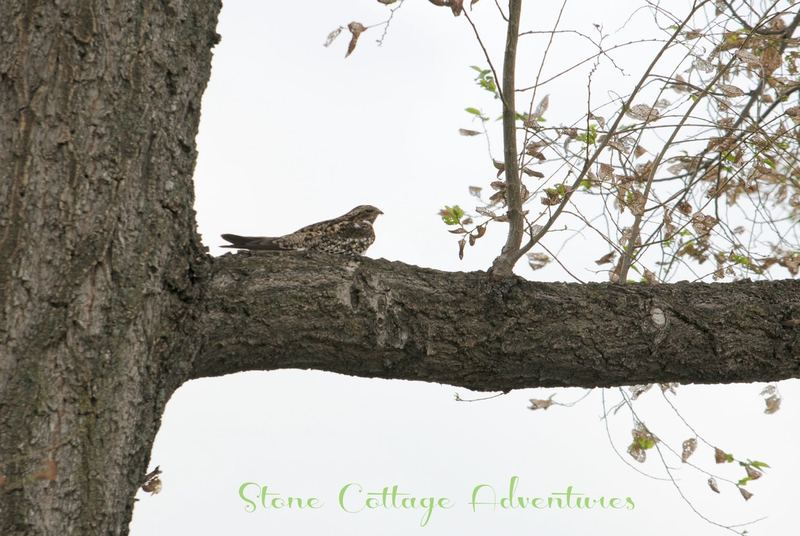 Garden Guest: Common Nighthawk – photo 1