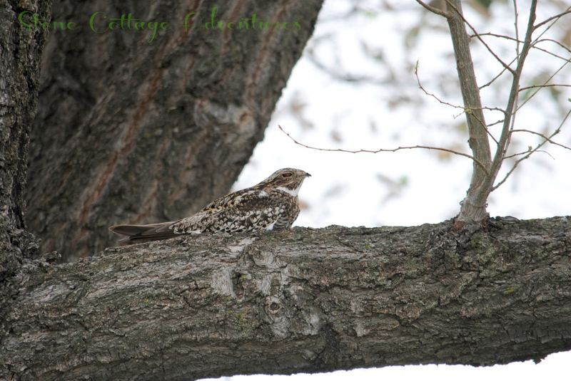 Garden Guest: Common Nighthawk – photo 3