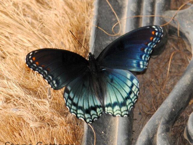 Garden Guest: Red Spotted Purple