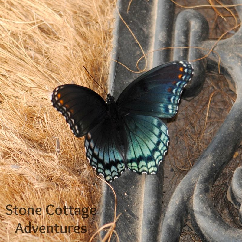 Garden Guest: Red Spotted Purple – photo 3