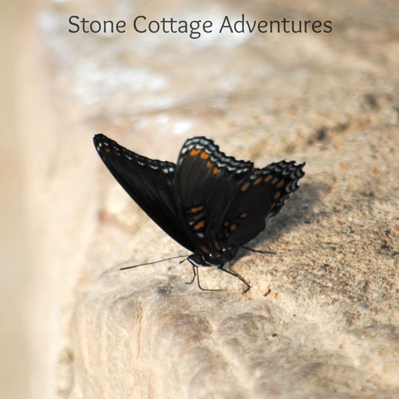 Garden Guest: Red Spotted Purple – photo 4