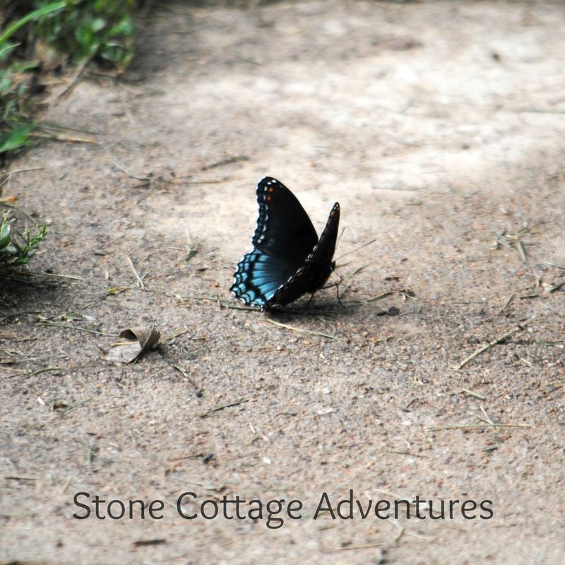 Garden Guest: Red Spotted Purple – photo 6