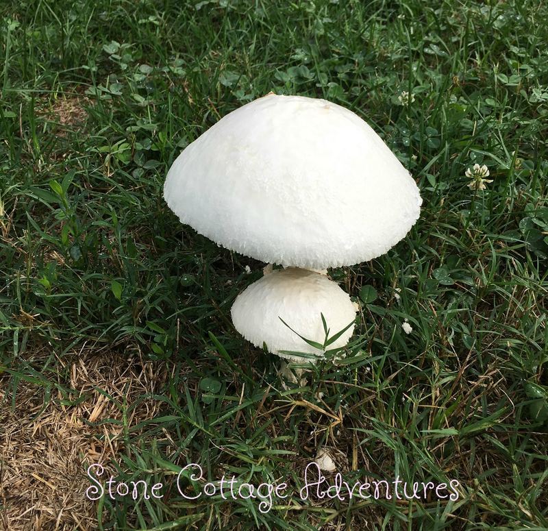 Travels with Marci along Hwy 12 – photo 3