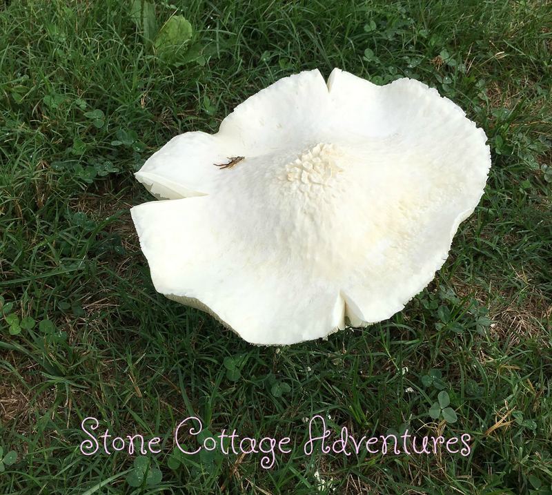 Travels with Marci along Hwy 12 – photo 4