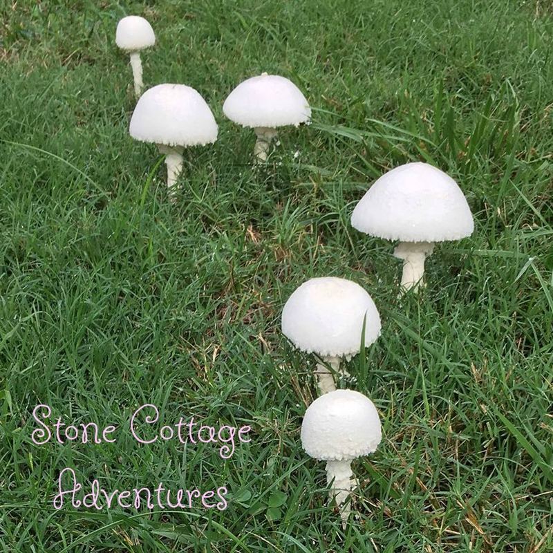 Travels with Marci along Hwy 12 – photo 7