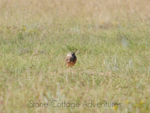 Burrowing Owl near Cimarron