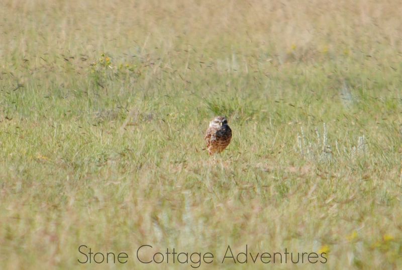 Burrowing Owl near Cimarron – photo 3