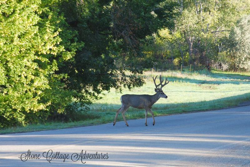 Cimarron Pets – photo 1
