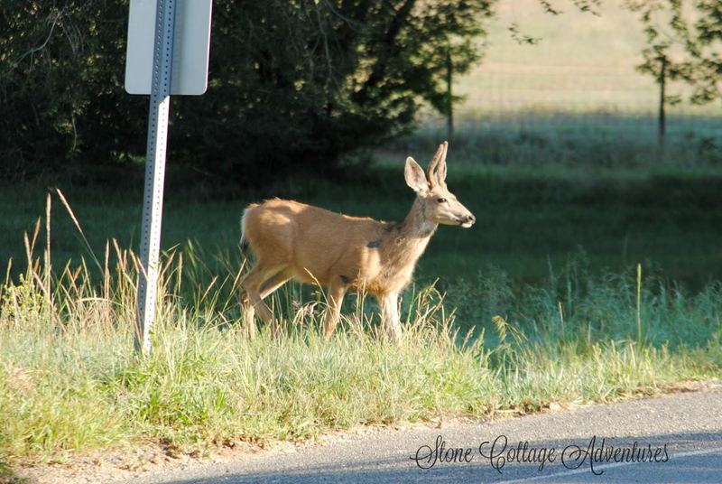 Cimarron Pets – photo 3