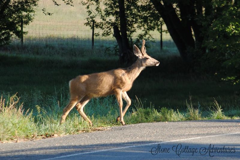 Cimarron Pets – photo 4