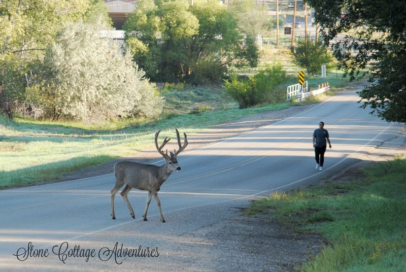 Cimarron Pets – photo 6