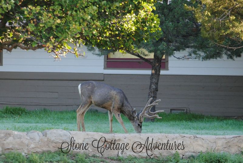 Cimarron Pets – photo 7