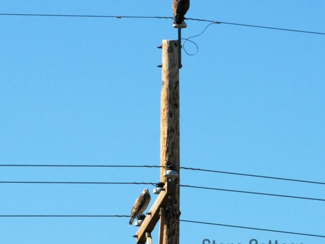 Hawk?