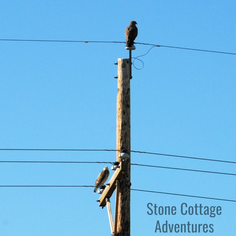 Hawk? – photo 1