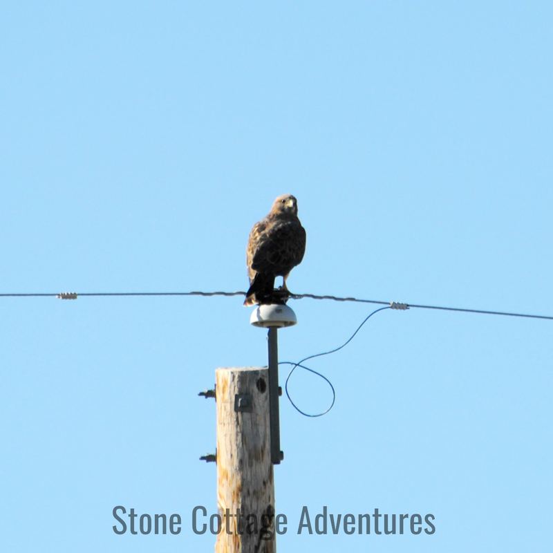 Hawk? – photo 3