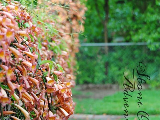 Plan for a Humming Back Yard