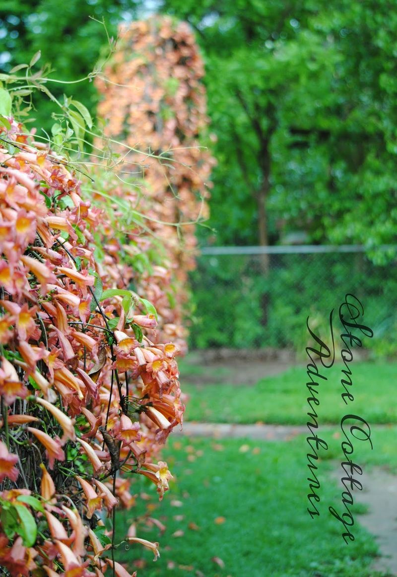 Plan for a Humming Back Yard – photo 1