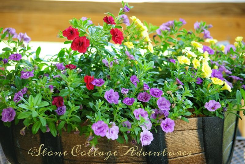 Plan for a Humming Back Yard – photo 11