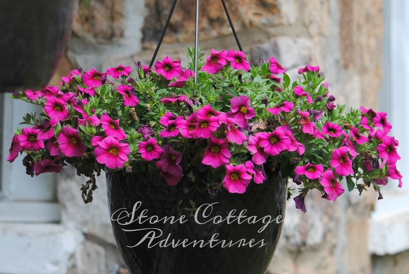 Plan for a Humming Back Yard – photo 12