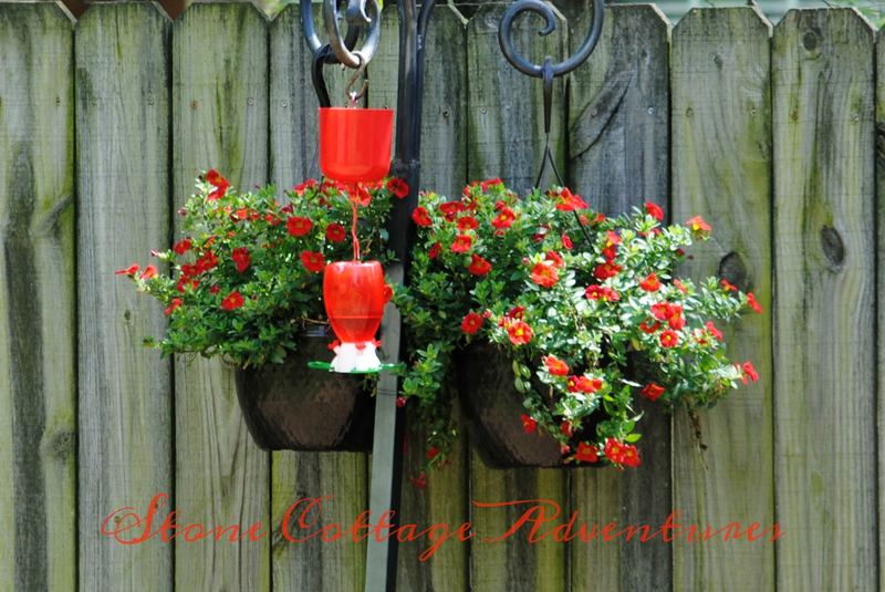 Plan for a Humming Back Yard – photo 13
