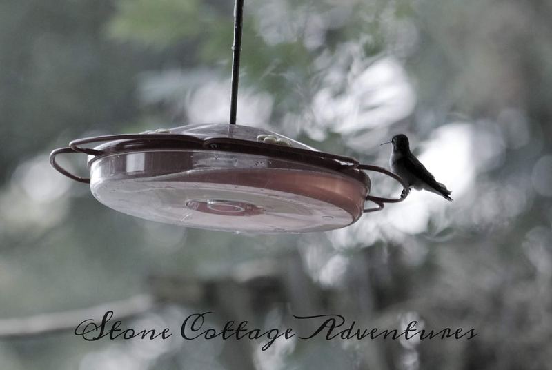 Plan for a Humming Back Yard – photo 14