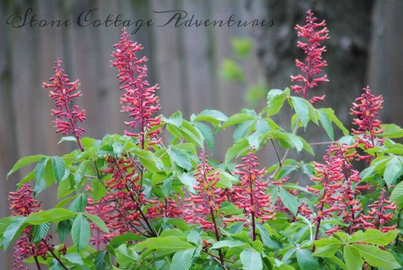 Plan for a Humming Back Yard – photo 6