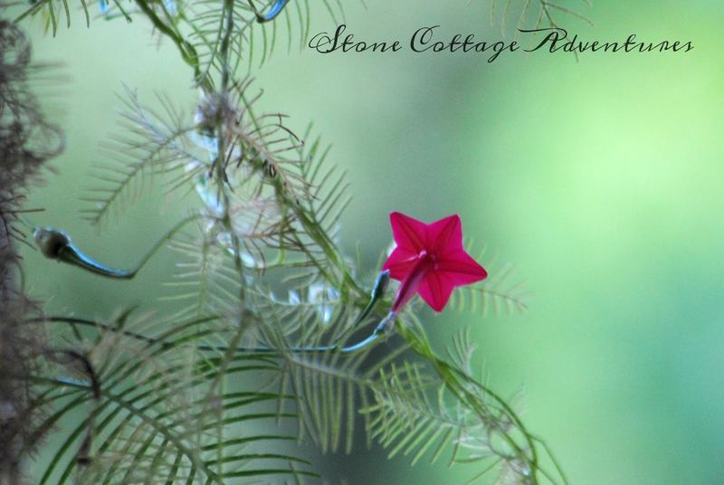 Plan for a Humming Back Yard – photo 9