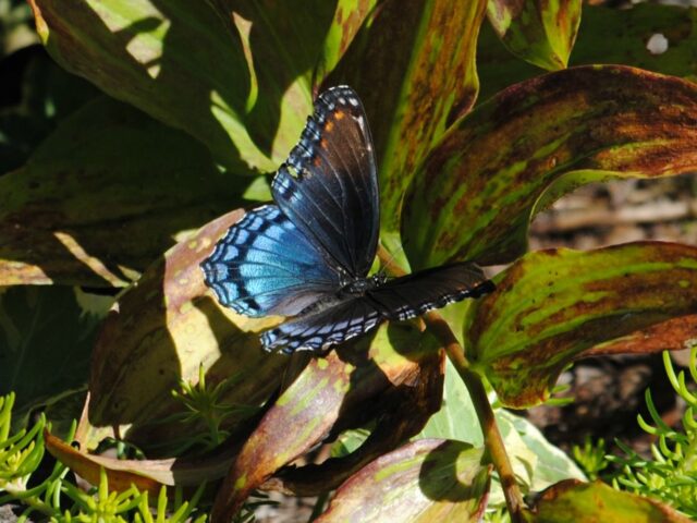 Red Spotted Purple at BGO