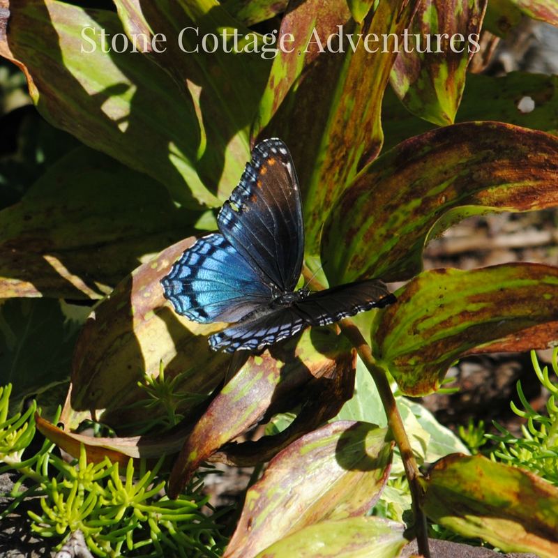 Red Spotted Purple at BGO – photo 1