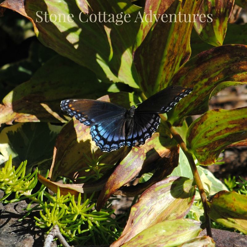 Red Spotted Purple at BGO – photo 3