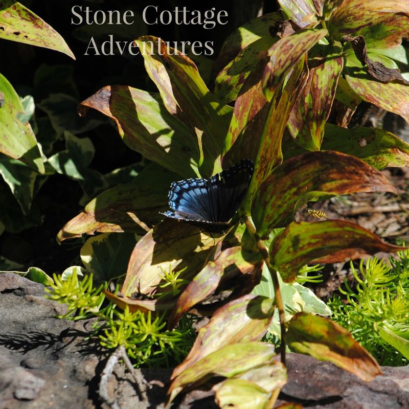 Red Spotted Purple at BGO – photo 4