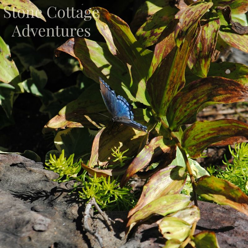 Red Spotted Purple at BGO – photo 5