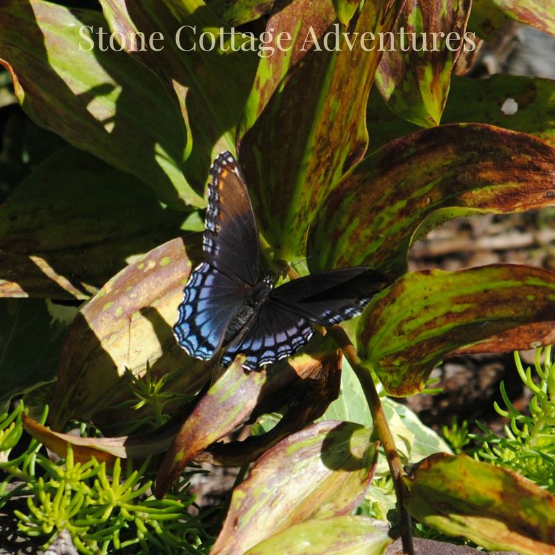 Red Spotted Purple at BGO – photo 6